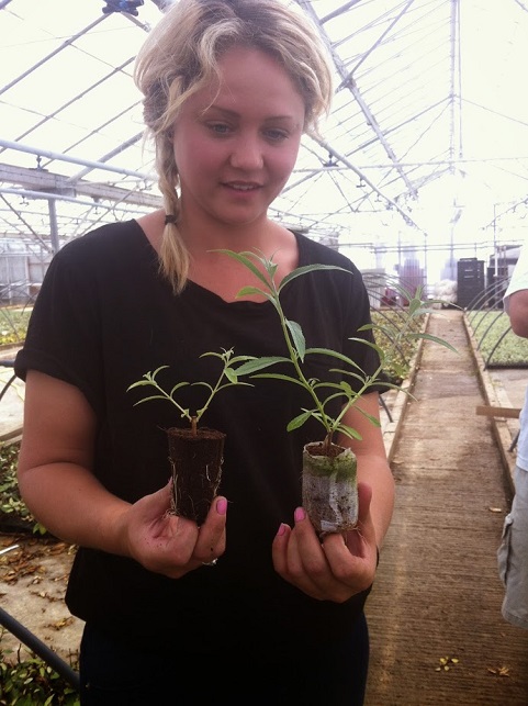 The plant on the left hand is grown with AspireCoco Coir Plug and on the righthand plant is grown using  conventional plug